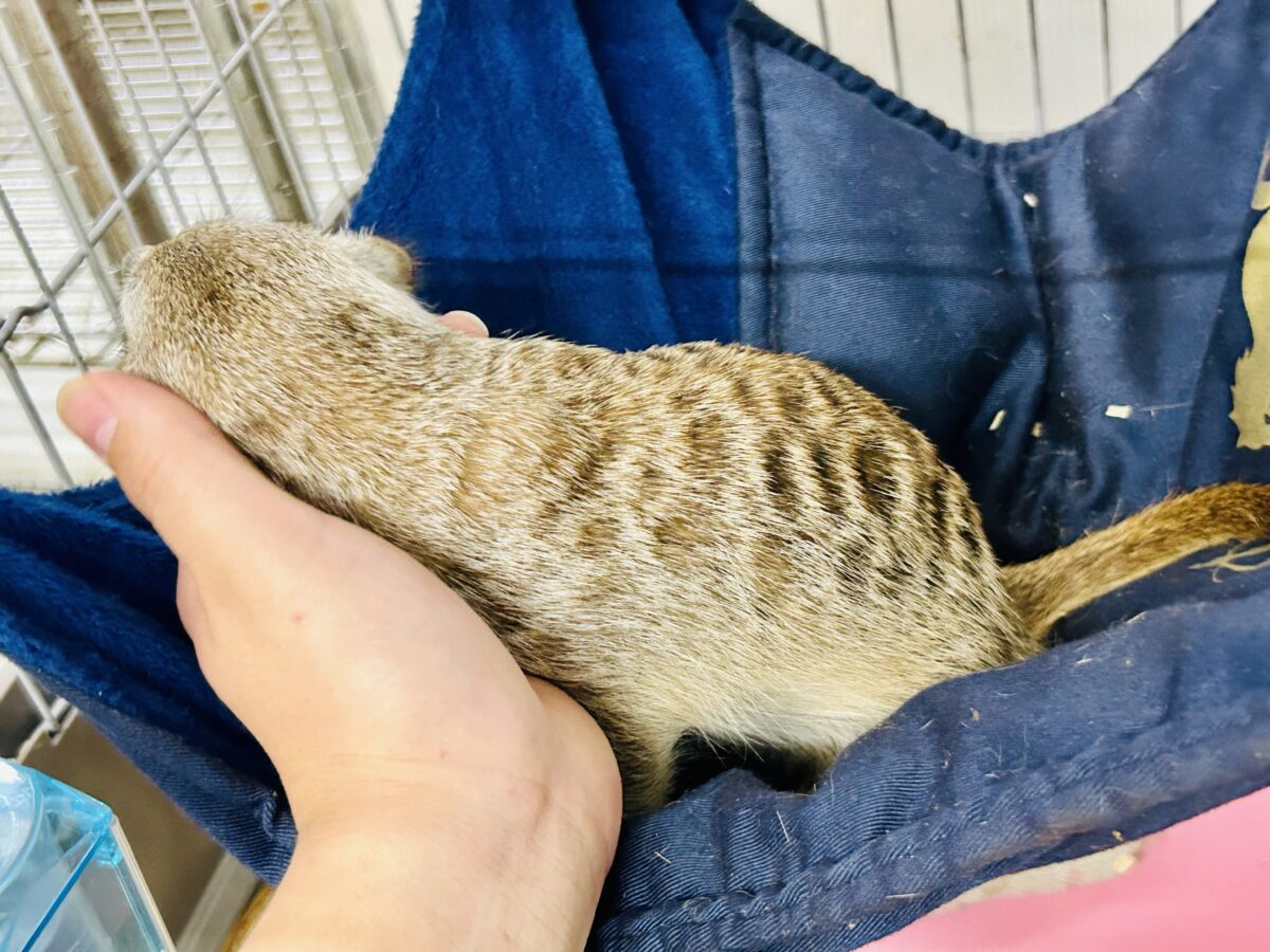 ミーアキャット