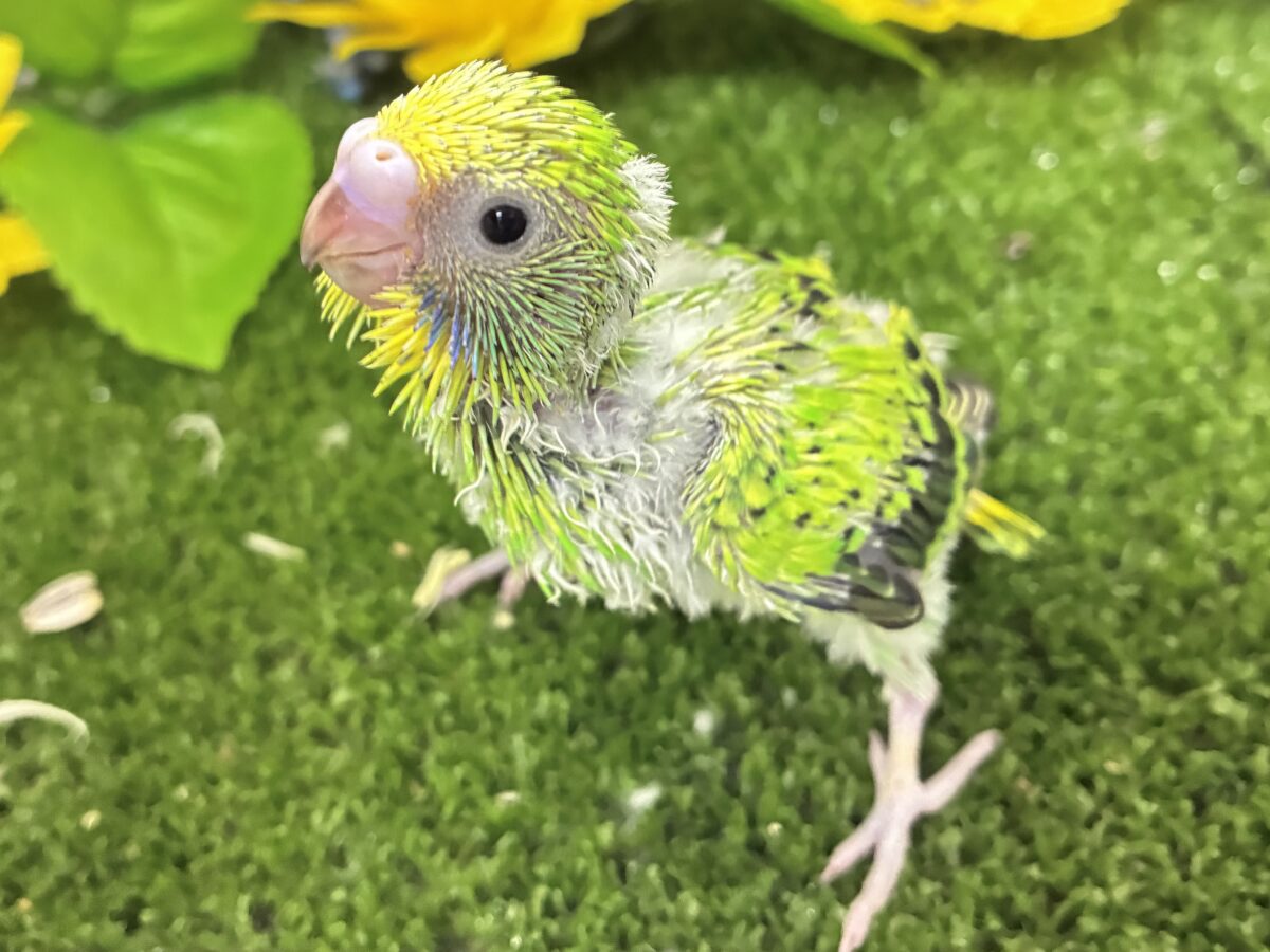 ネオンギラり⁉️若葉は育つぅ〜🌿‬セキセイインコ(グリーンオパーリン/2026年7月生まれ)