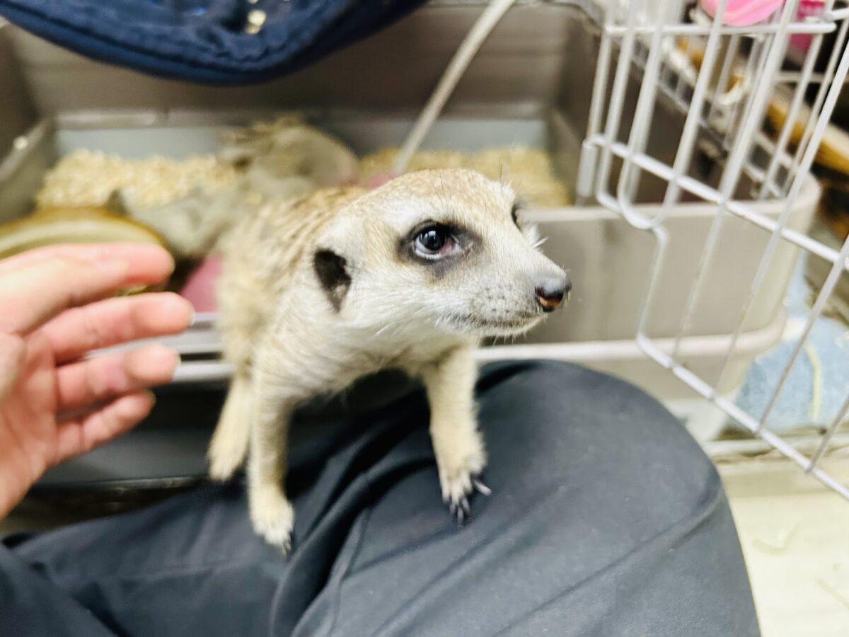 ミーアキャット