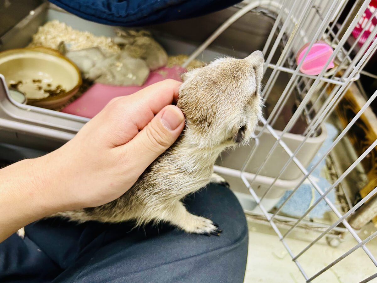 ミーアキャット