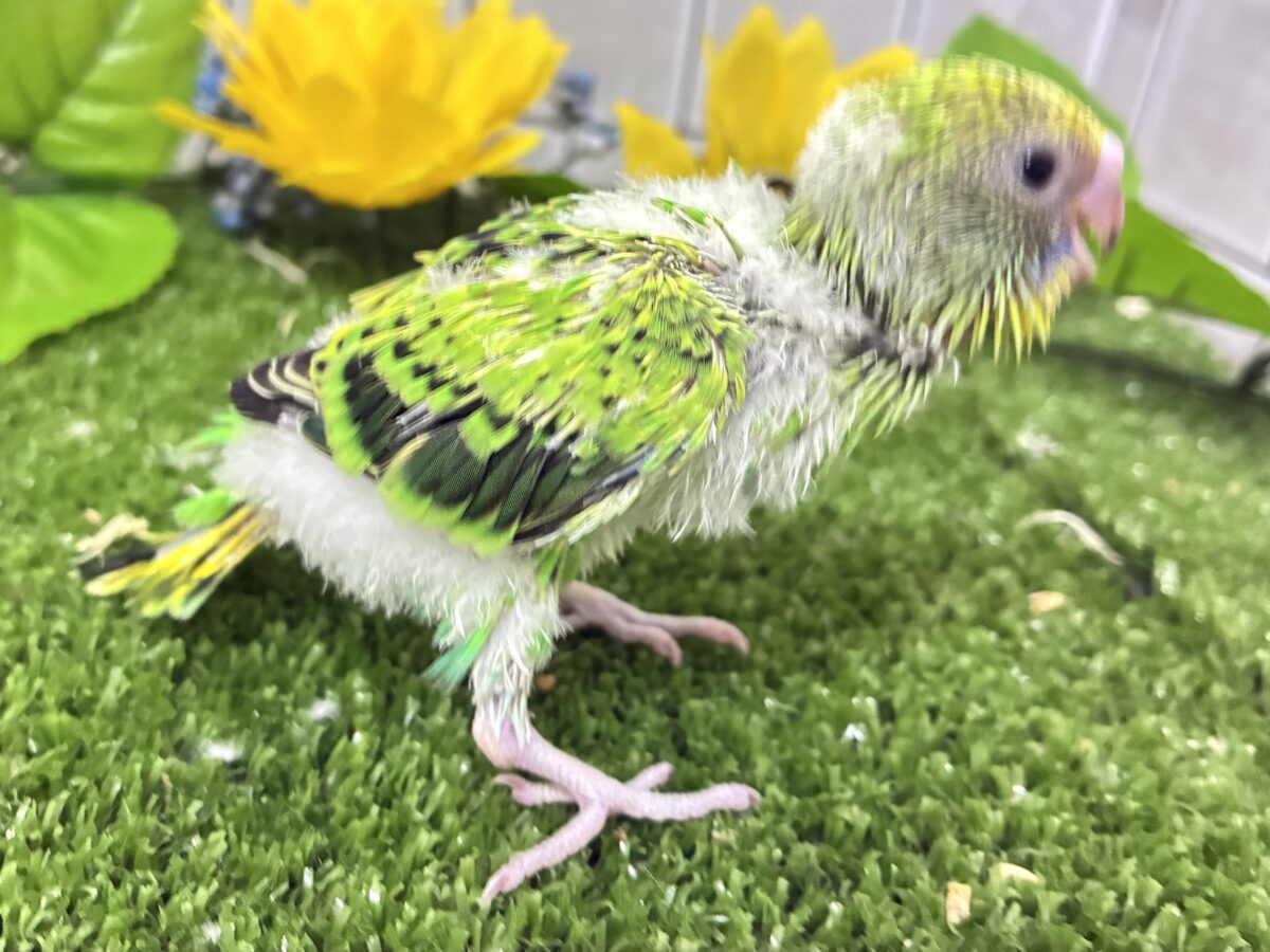 ネオンギラり⁉️若葉は育つぅ〜🌿セキセイインコ(グリーンオパーリン/2026年7月生まれ) セキセイインコ