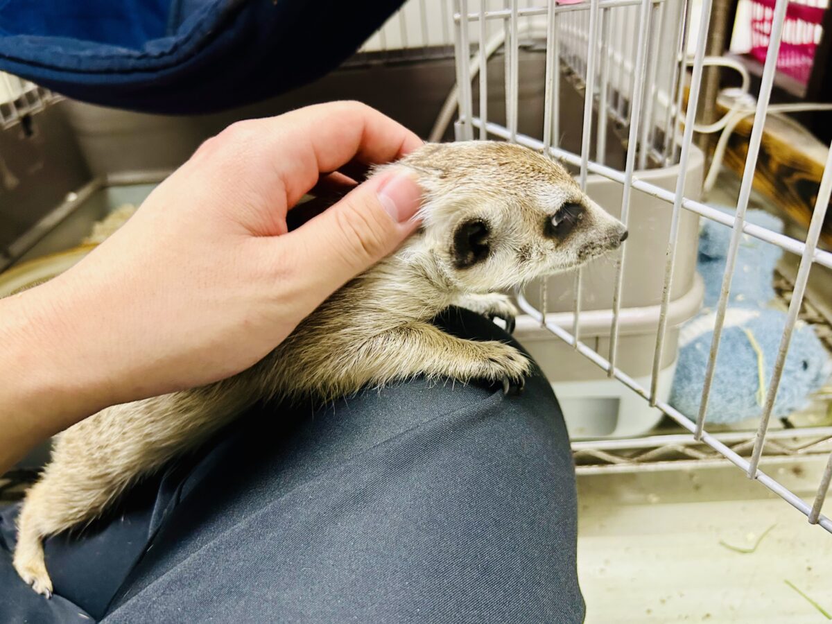 ミーアキャット