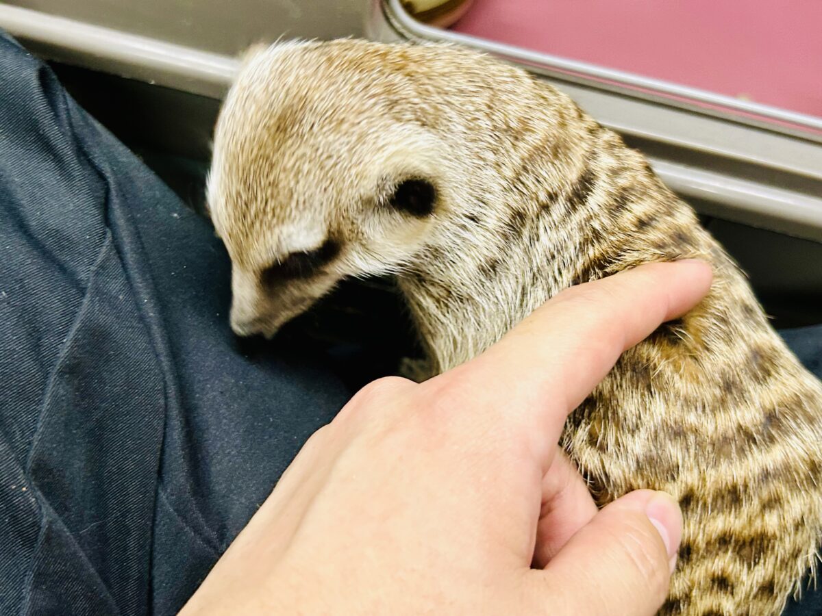 ミーアキャット
