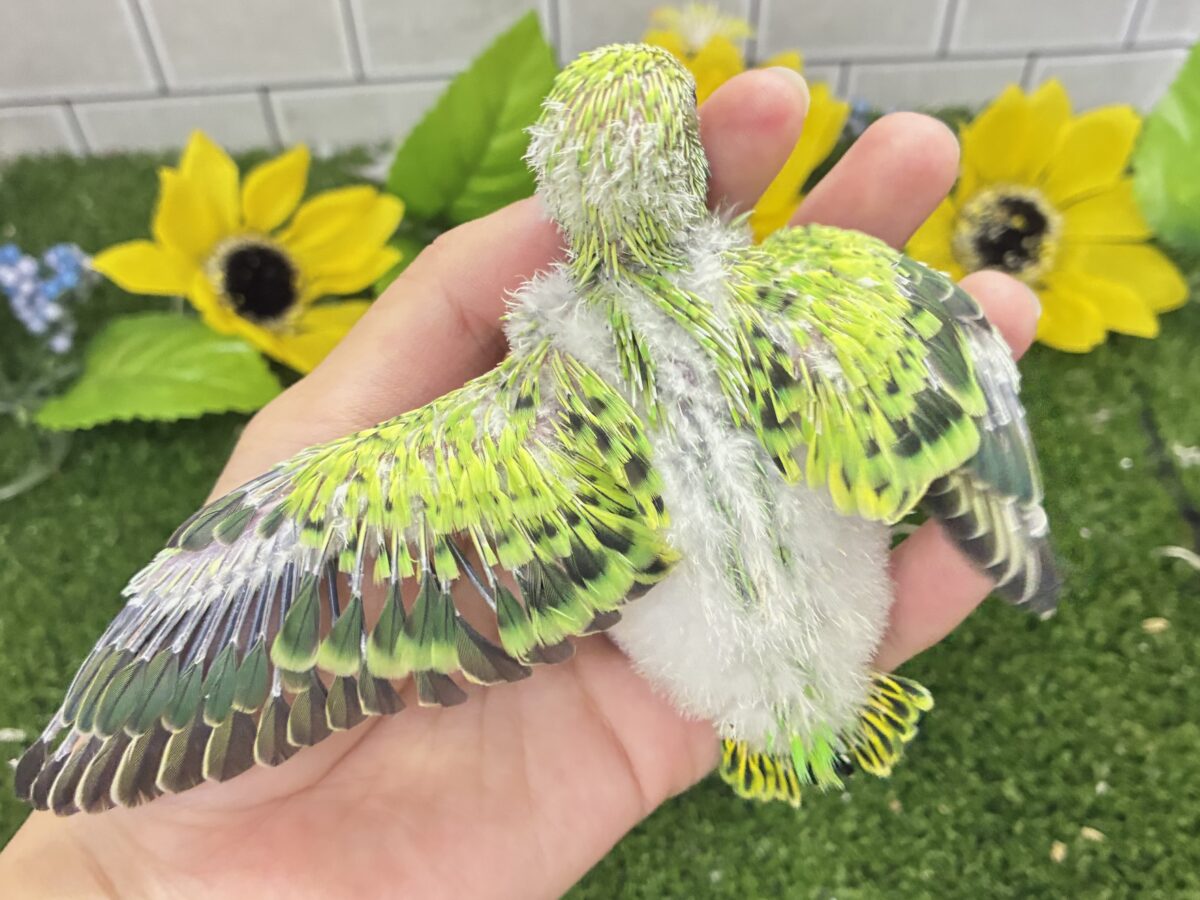 セキセイインコ