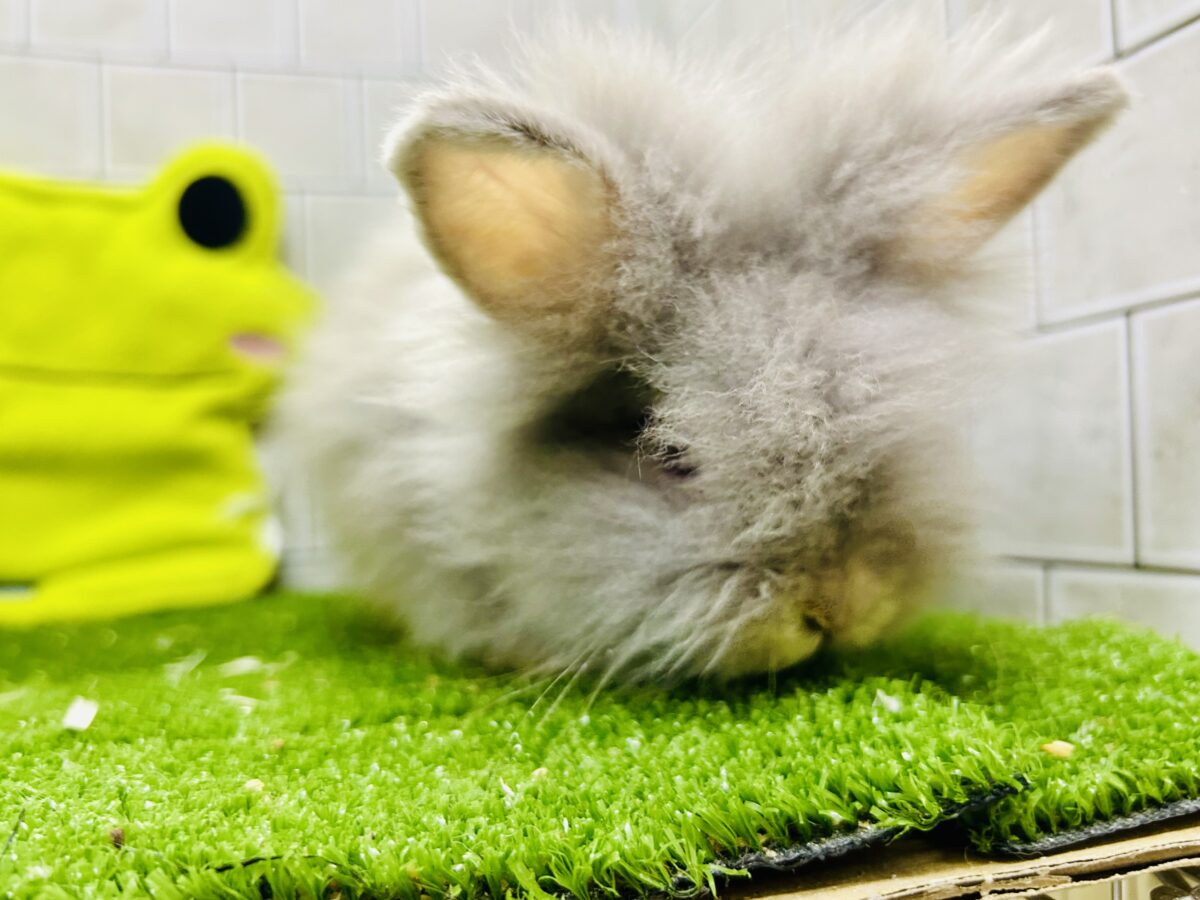 アンゴララビット