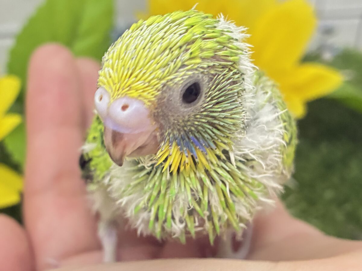ネオンギラり⁉️若葉は育つぅ〜🌿セキセイインコ(グリーンオパーリン/2026年7月生まれ) セキセイインコ