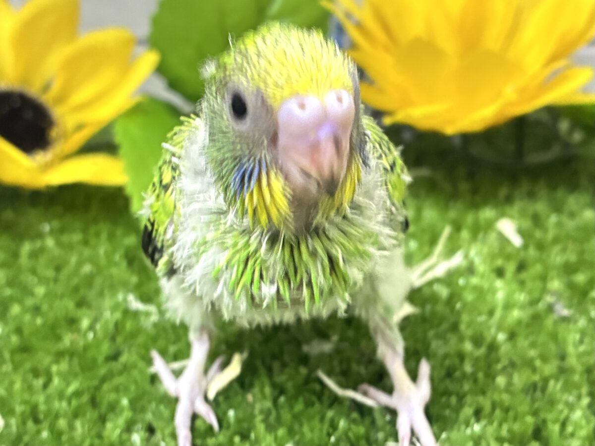 ネオンギラり⁉️若葉は育つぅ〜🌿セキセイインコ(グリーンオパーリン/2026年7月生まれ) セキセイインコ