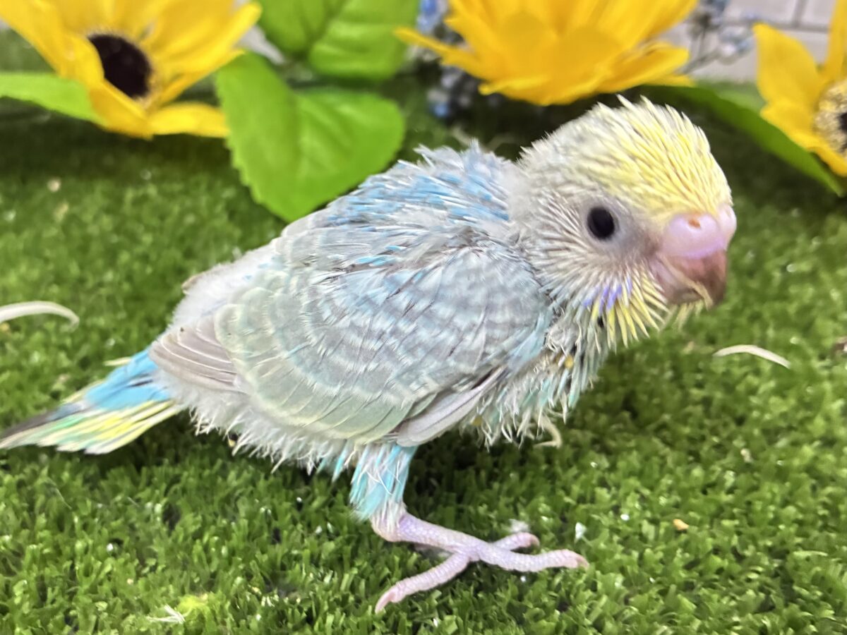 晴れた☀️雨上がりの隠れ若葉❔🌱セキセイインコ(パステルレインボー/2026年7月生まれ) セキセイインコ