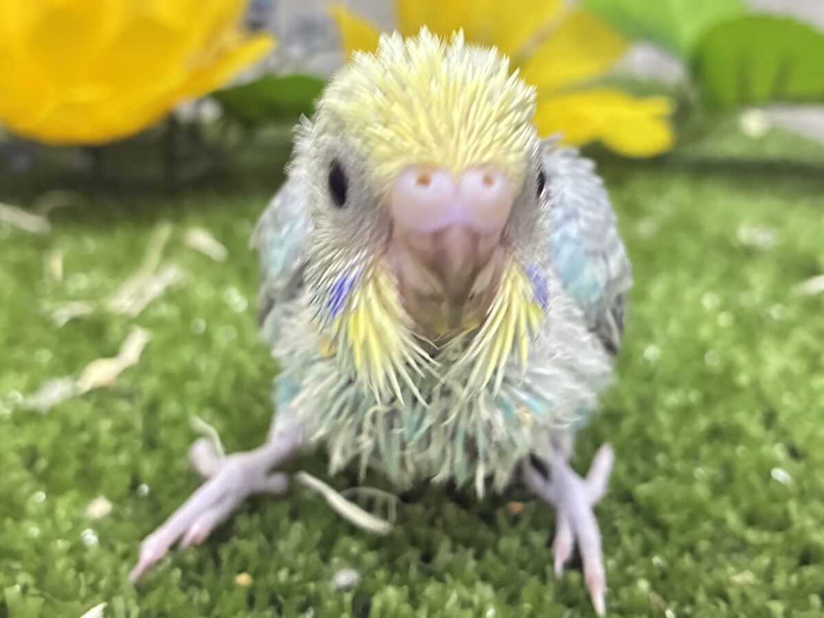 セキセイインコ