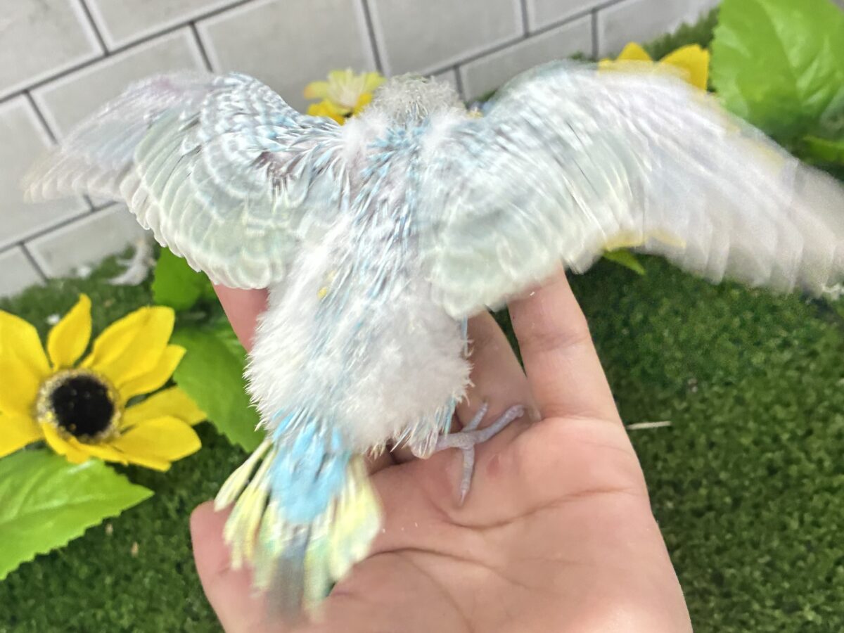 晴れた☀️雨上がりの隠れ若葉❔🌱セキセイインコ(パステルレインボー/2026年7月生まれ) セキセイインコ