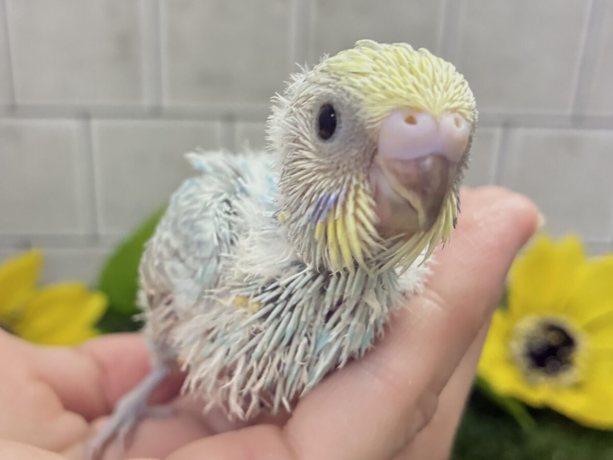 晴れた☀️雨上がりの隠れ若葉❔🌱セキセイインコ(パステルレインボー/2026年7月生まれ) セキセイインコ