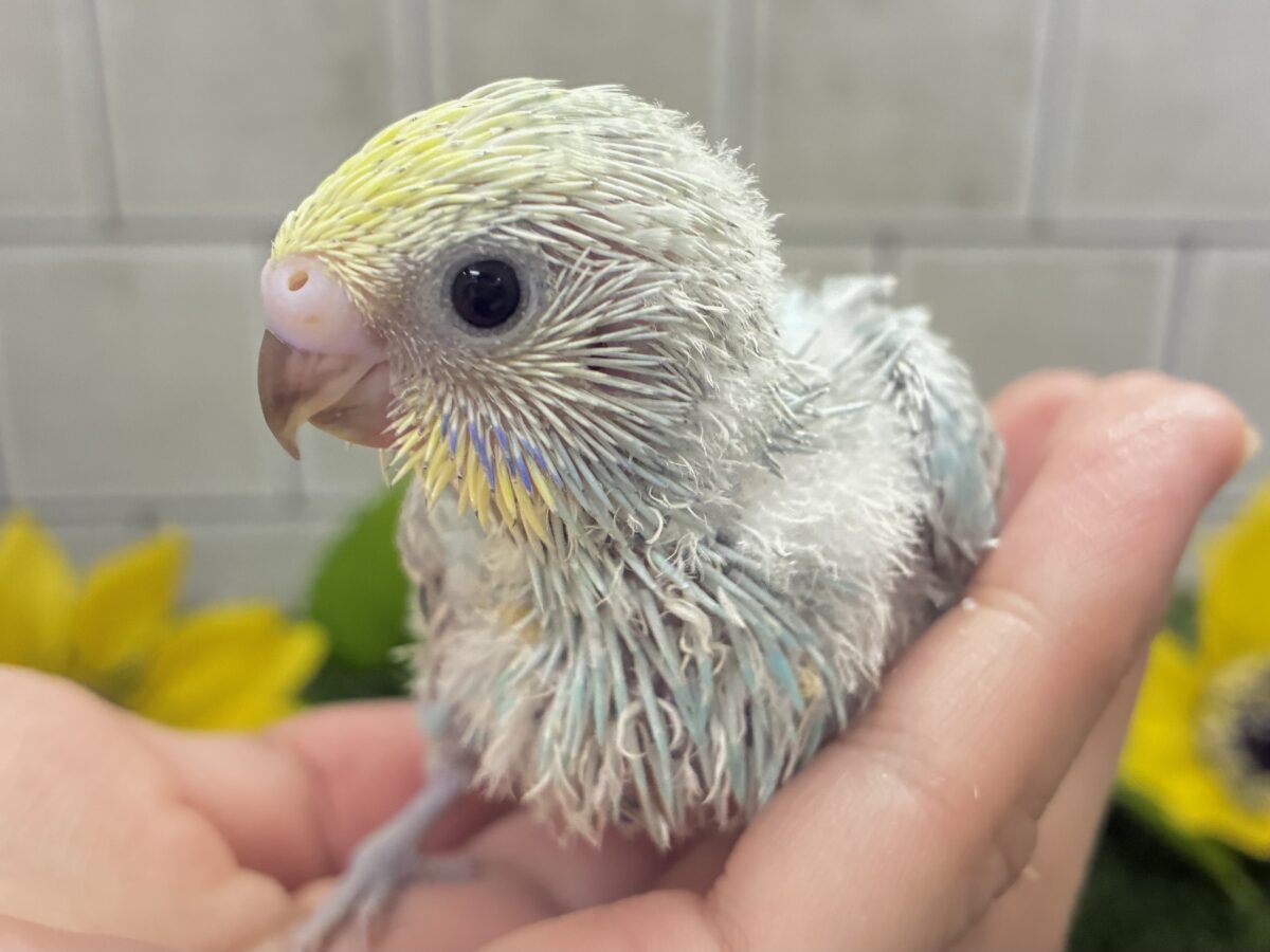 晴れた☀️雨上がりの隠れ若葉❔🌱‬‪セキセイインコ(パステルレインボー/2026年7月生まれ)