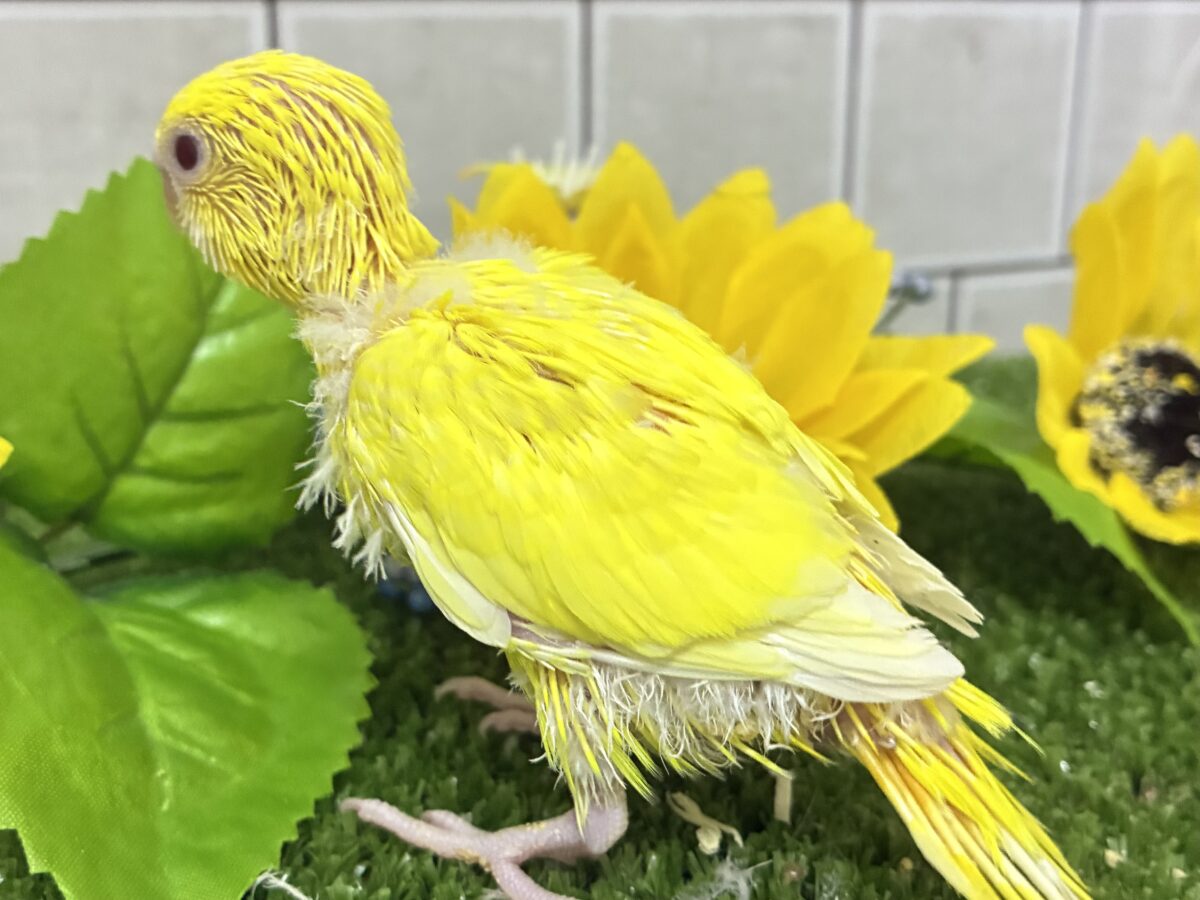 朽ちない!(^∞^)無限の向日葵畑🌻*.゚セキセイインコ(ルチノー/2026年7月生まれ) セキセイインコ