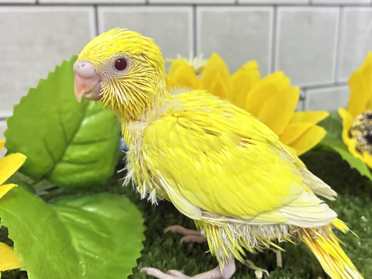 朽ちない!(^∞^)無限の向日葵畑🌻*.゚セキセイインコ(ルチノー/2026年7月生まれ) セキセイインコ