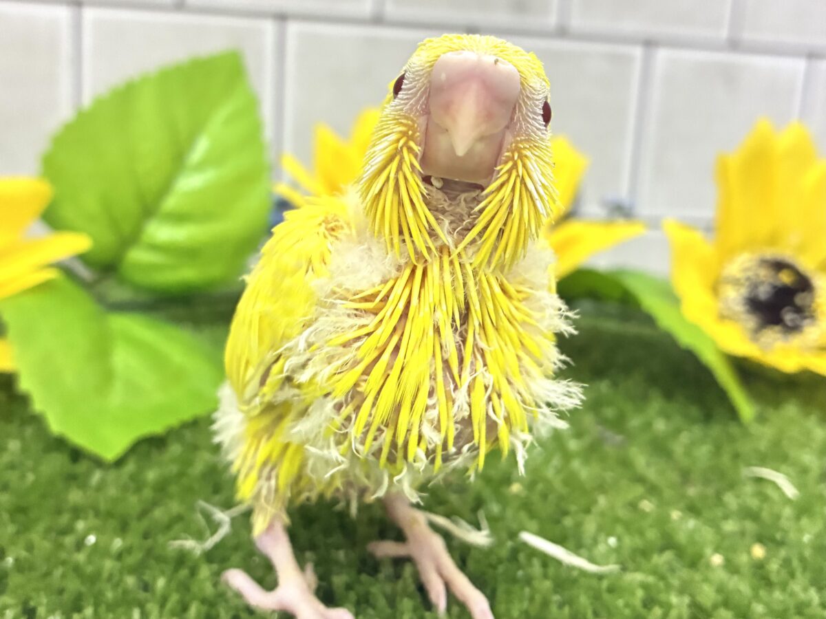 朽ちない！(^∞^)無限の向日葵畑🌻*.ﾟセキセイインコ(ルチノー/2026年7月生まれ)