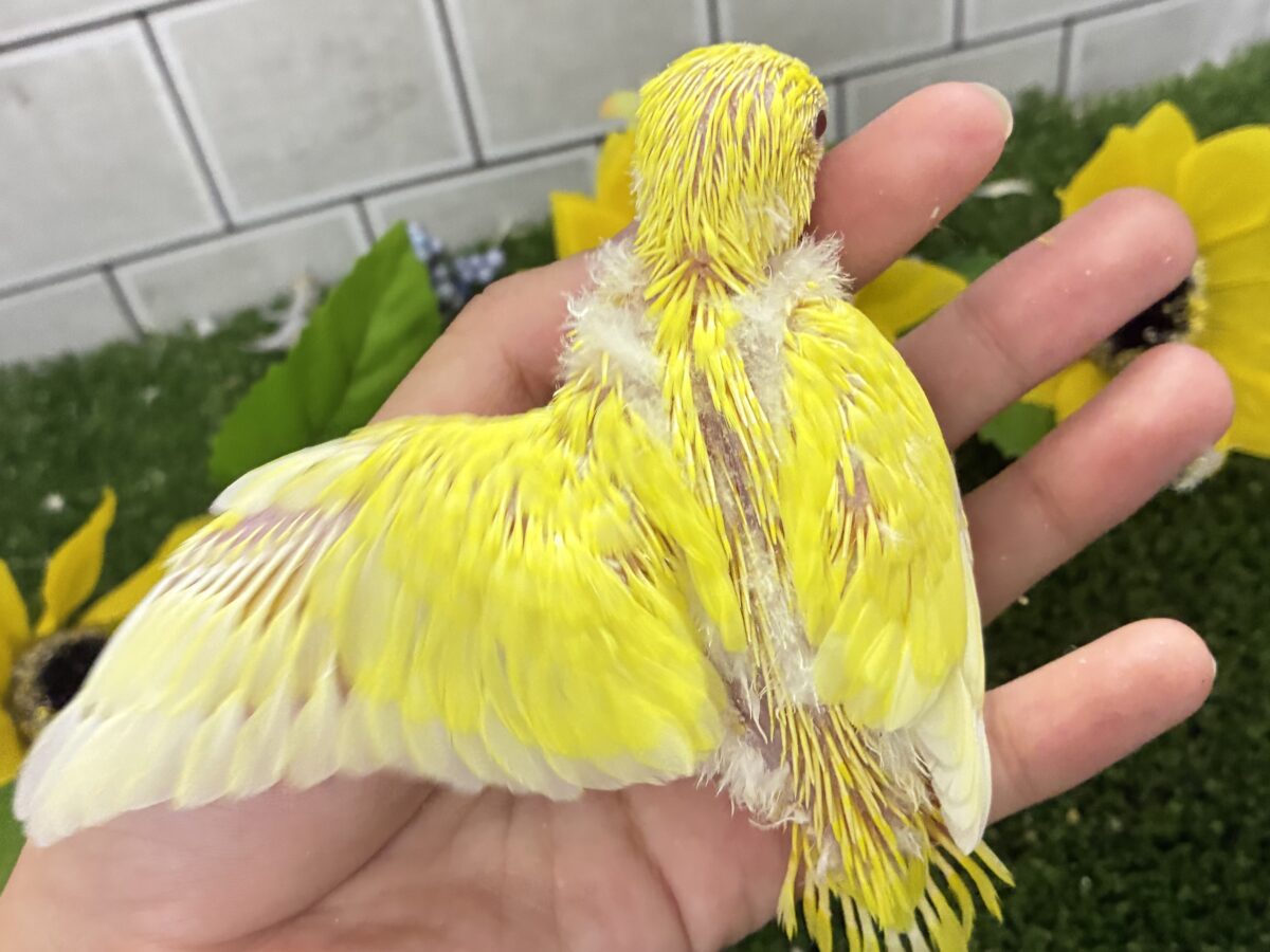 セキセイインコ