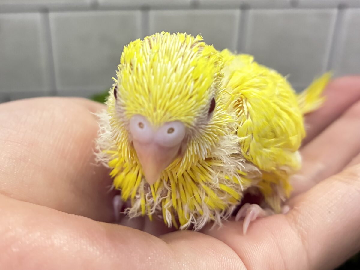 朽ちない!(^∞^)無限の向日葵畑🌻*.゚セキセイインコ(ルチノー/2026年7月生まれ) セキセイインコ