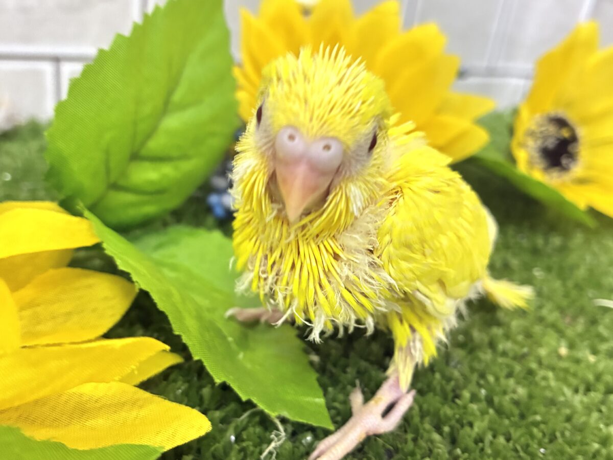 セキセイインコ