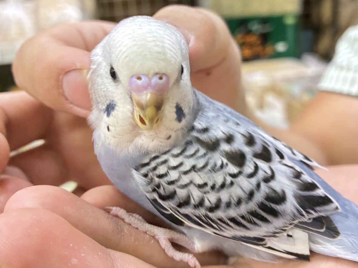 セキセイインコ