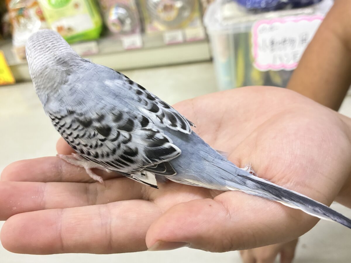 セキセイインコ