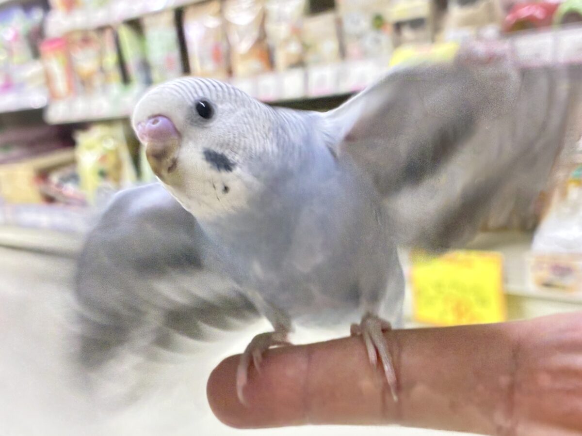 セキセイインコ