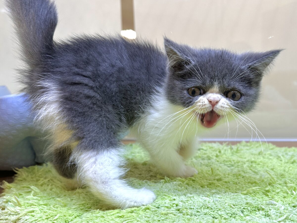 エキゾチック