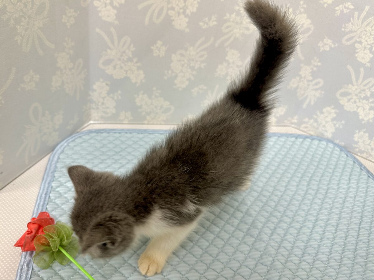 エキゾチック
