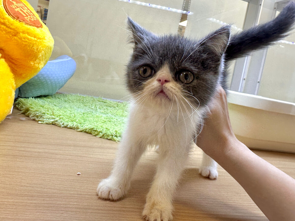 エキゾチック