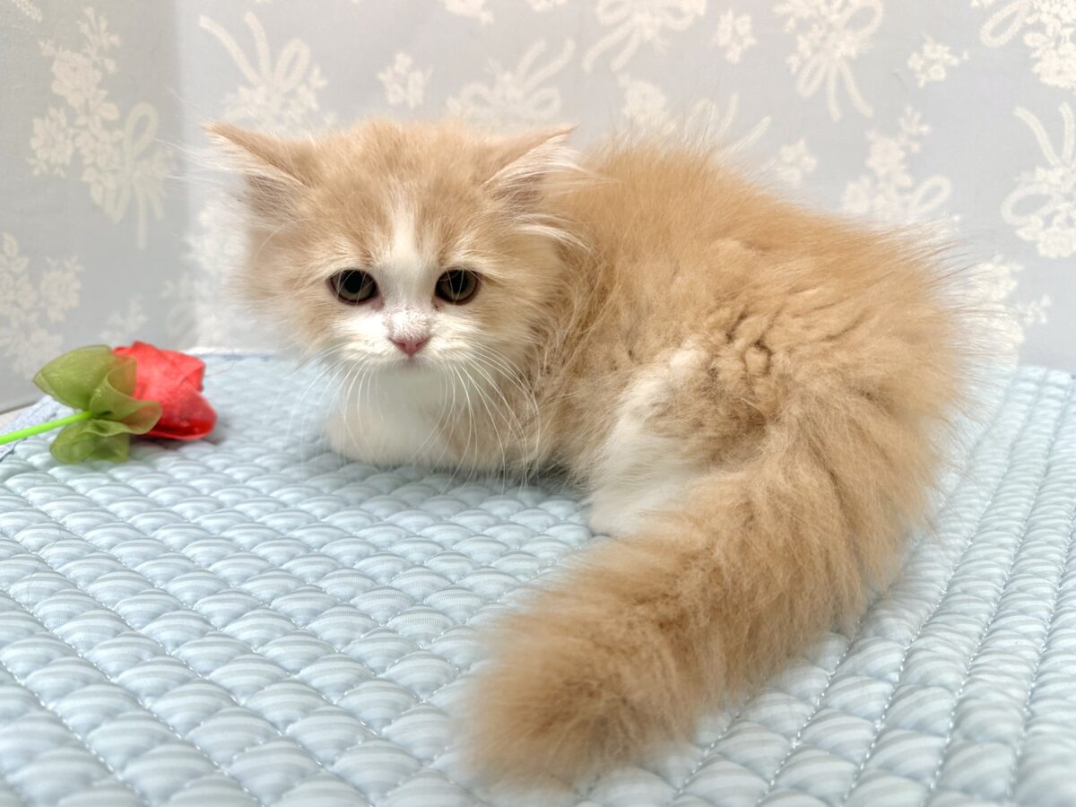 スコティッシュフォールド