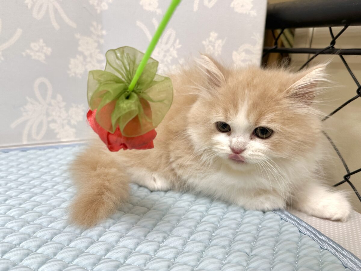 スコティッシュフォールド