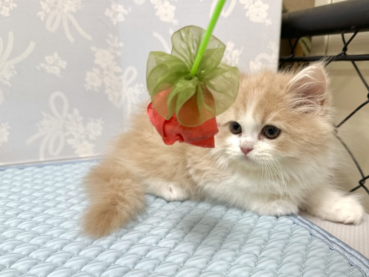 スコティッシュフォールド