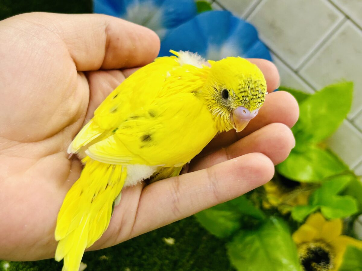 今回はうすめシマシマ？？ セキセインコ