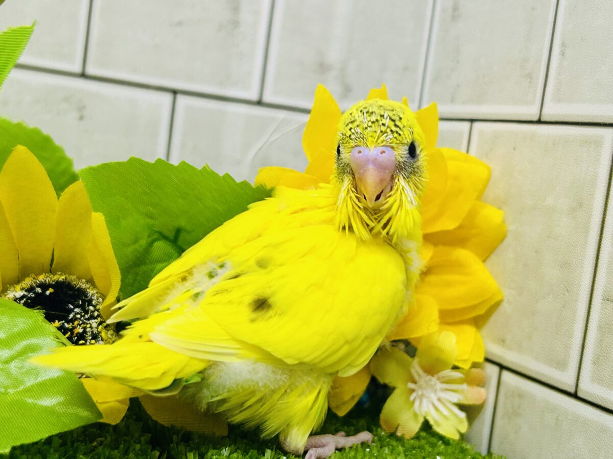 セキセイインコ