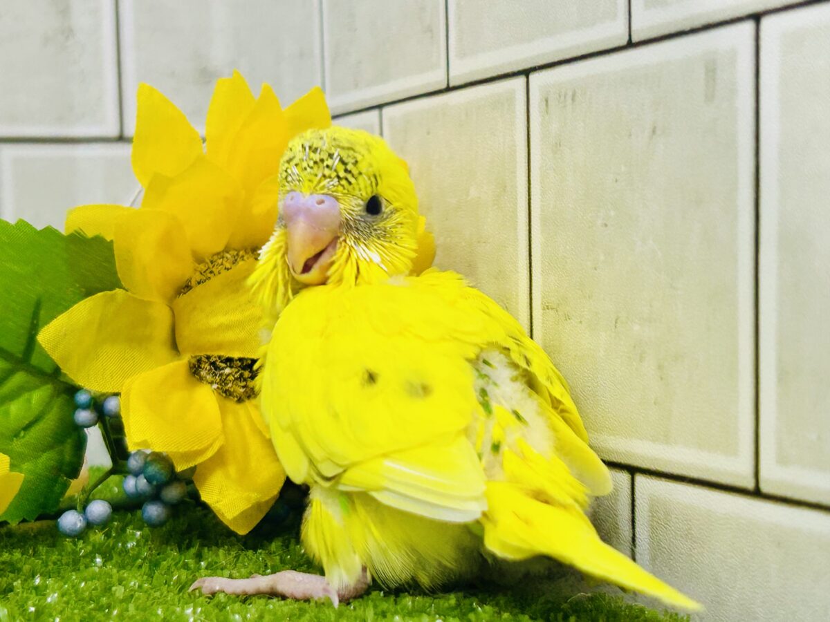 セキセイインコ