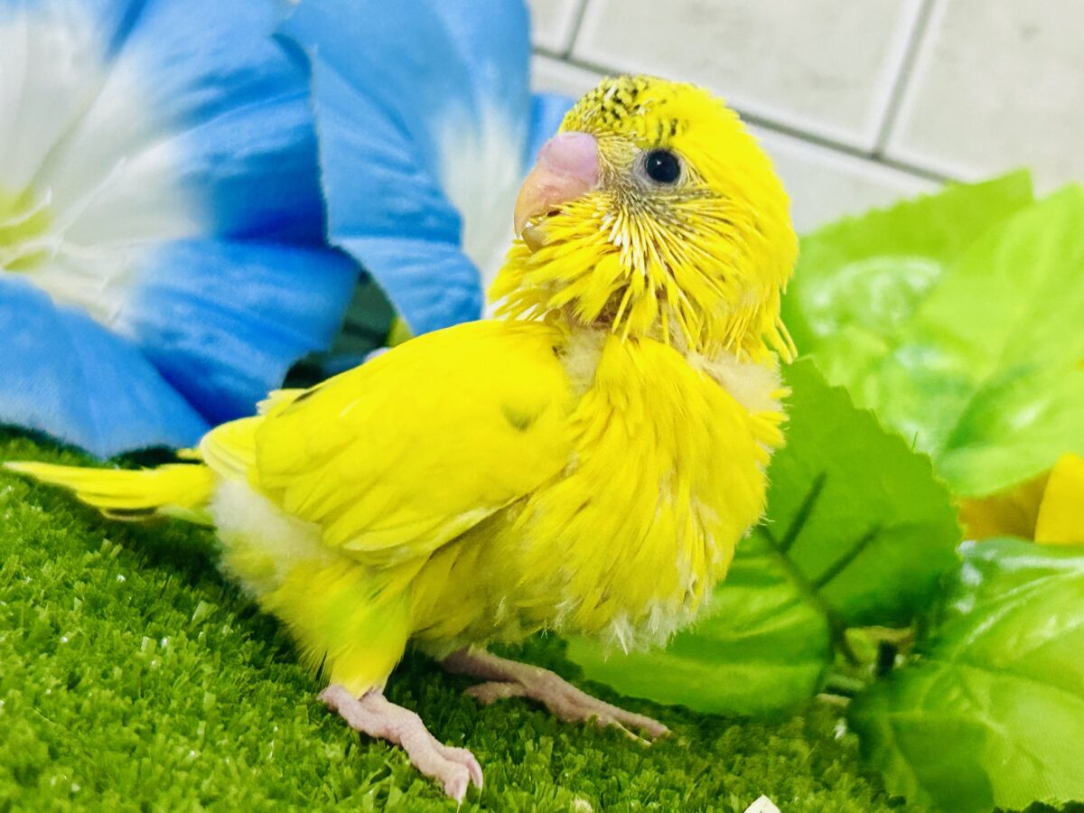 セキセイインコ