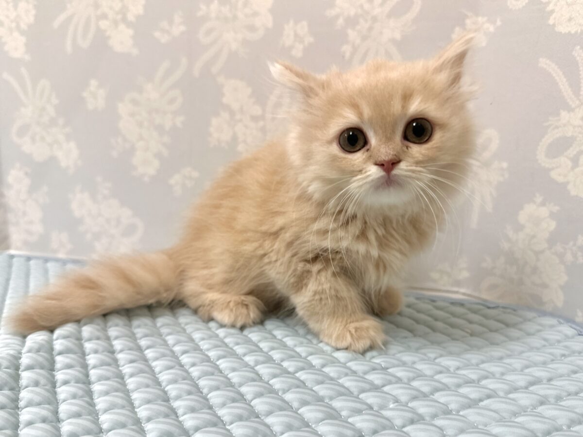 スコティッシュフォールド