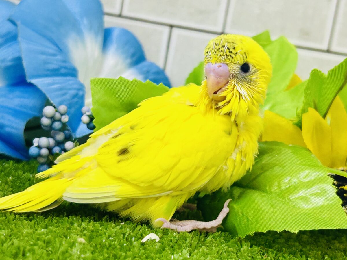 今回はうすめシマシマ？？ セキセインコ