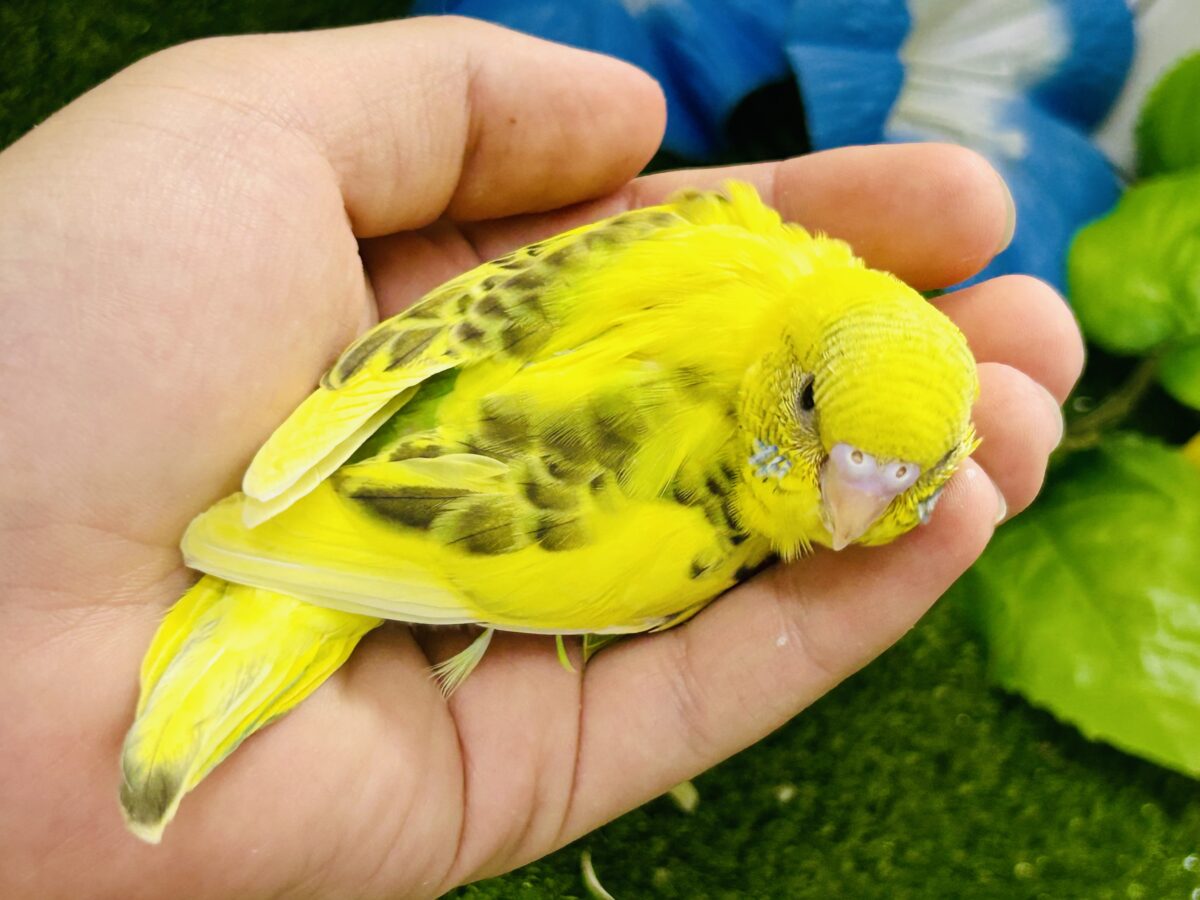 セキセイインコ