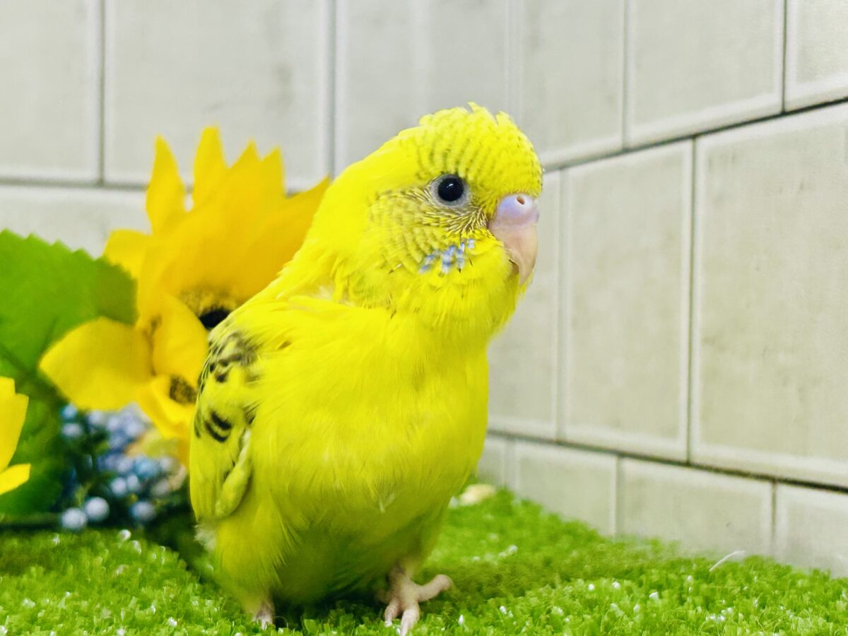 セキセイインコ