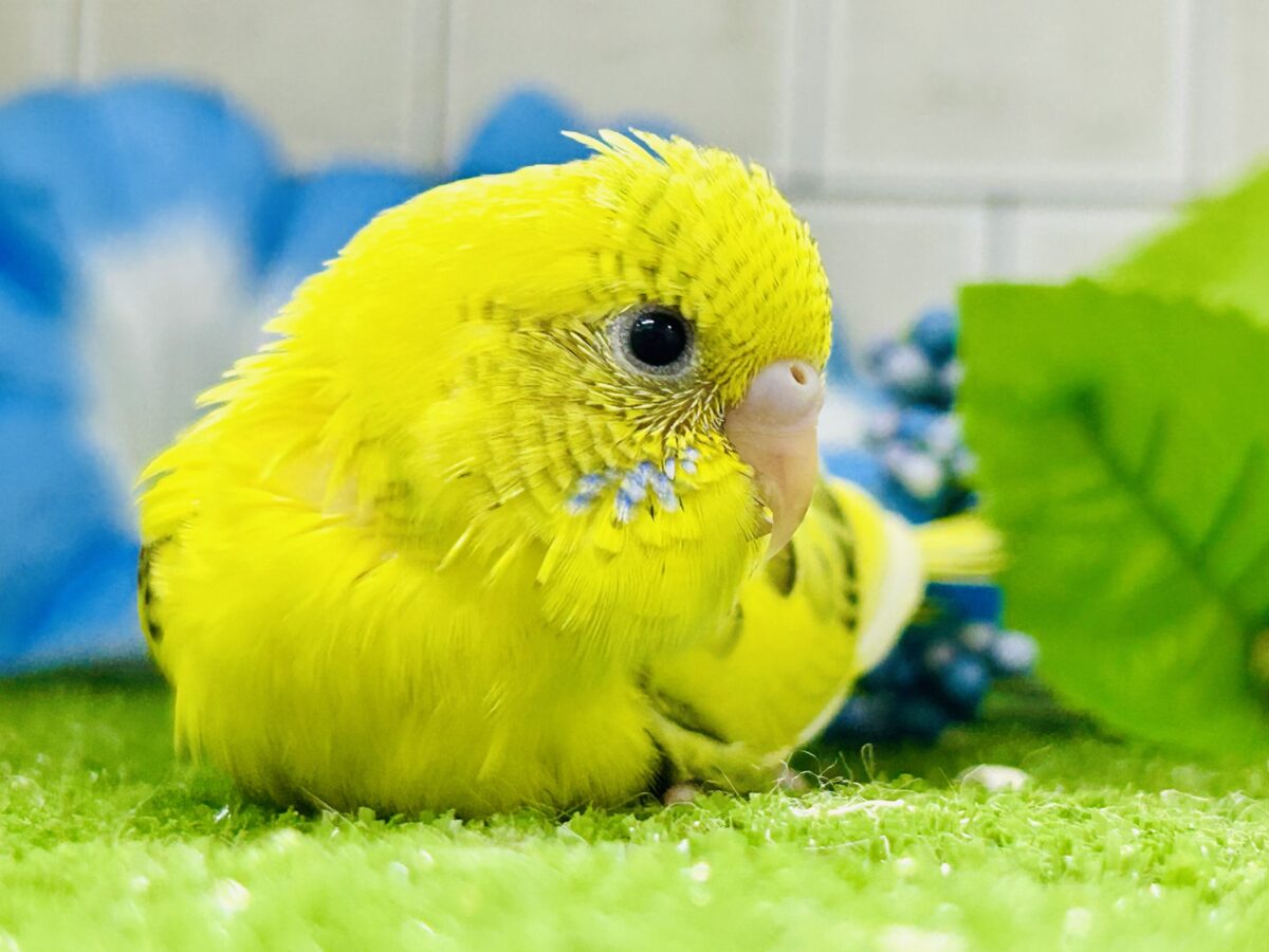 セキセイインコ