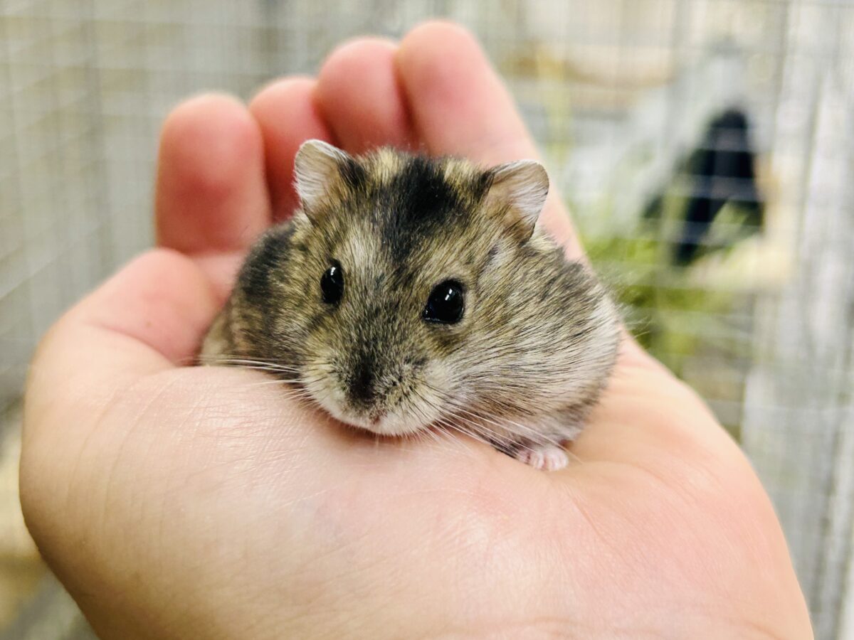 ドワーフハムスター系