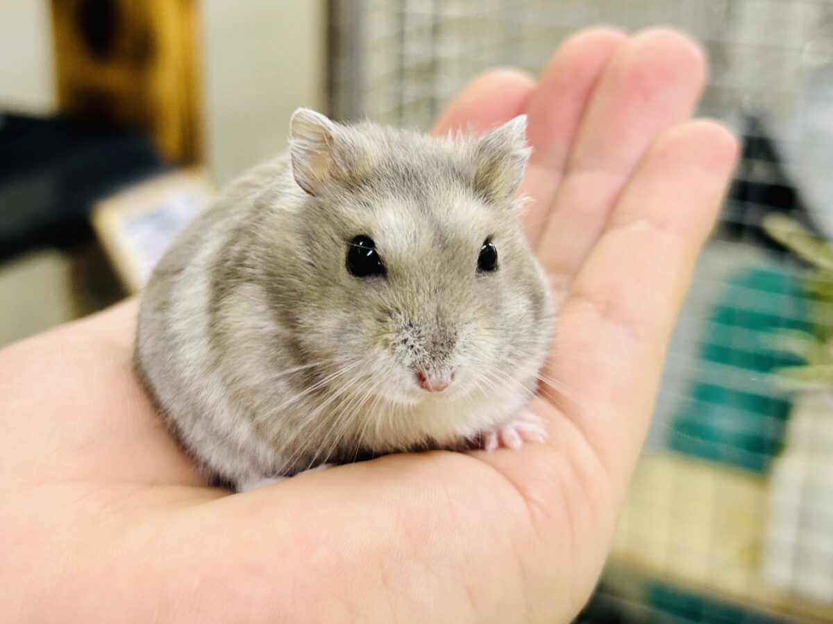 ドワーフハムスター系