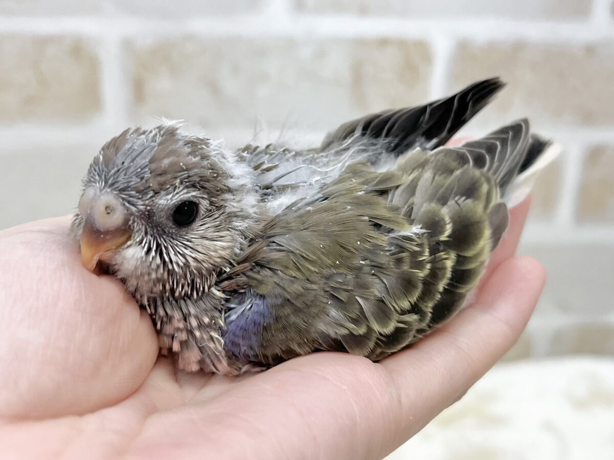 アキクサインコ（秋草インコ）
