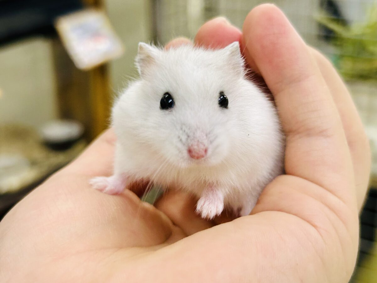ドワーフハムスター系