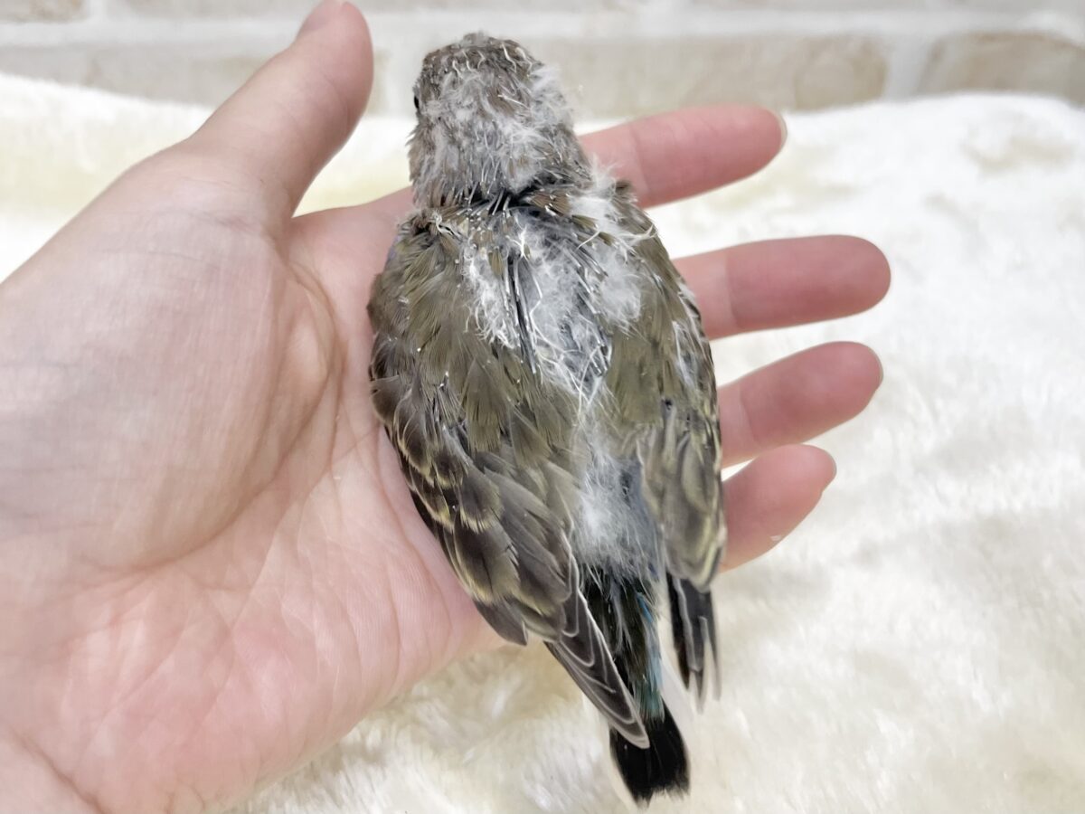 アキクサインコ（秋草インコ）