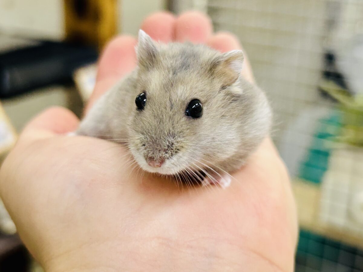 ドワーフハムスター系