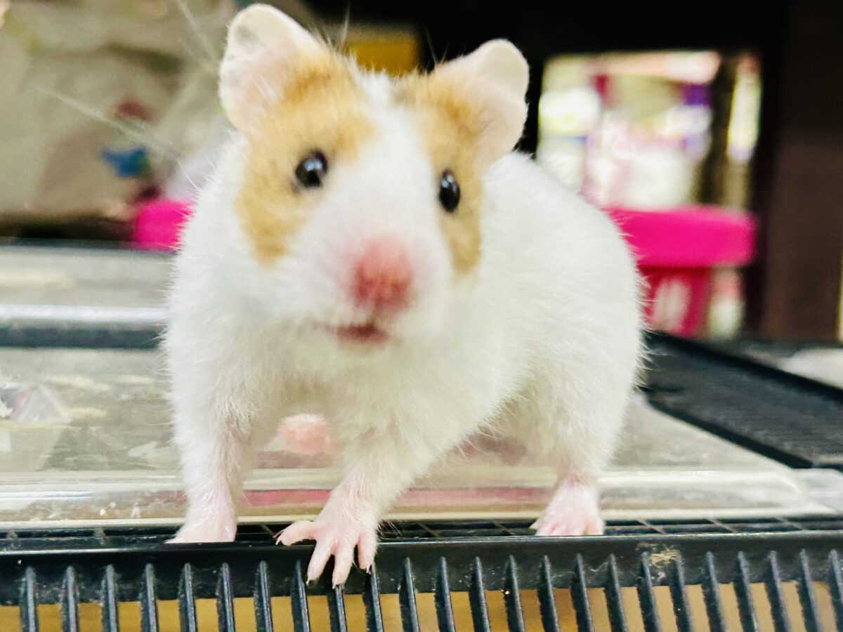 ゴールデンハムスター系