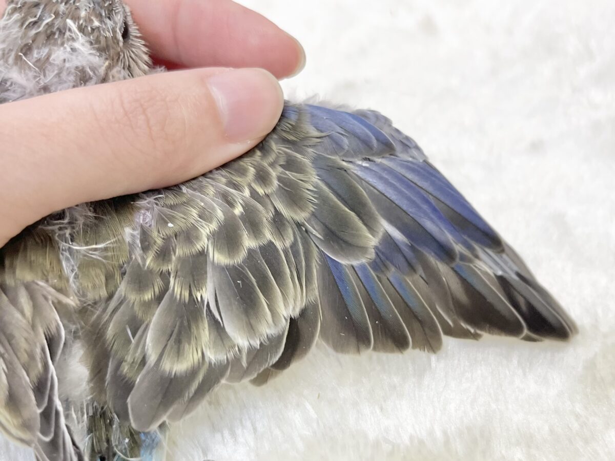 アキクサインコ（秋草インコ）