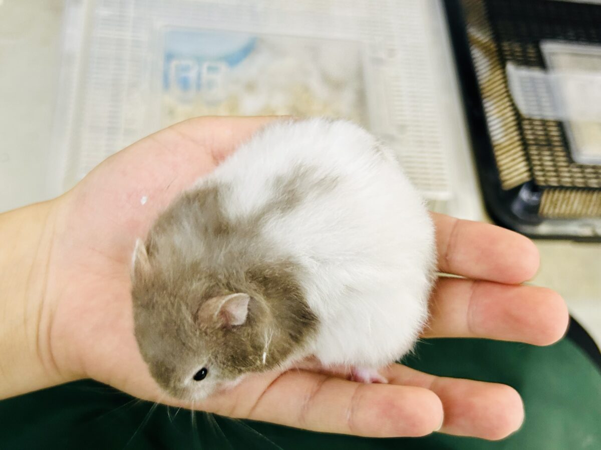 ゴールデンハムスター系
