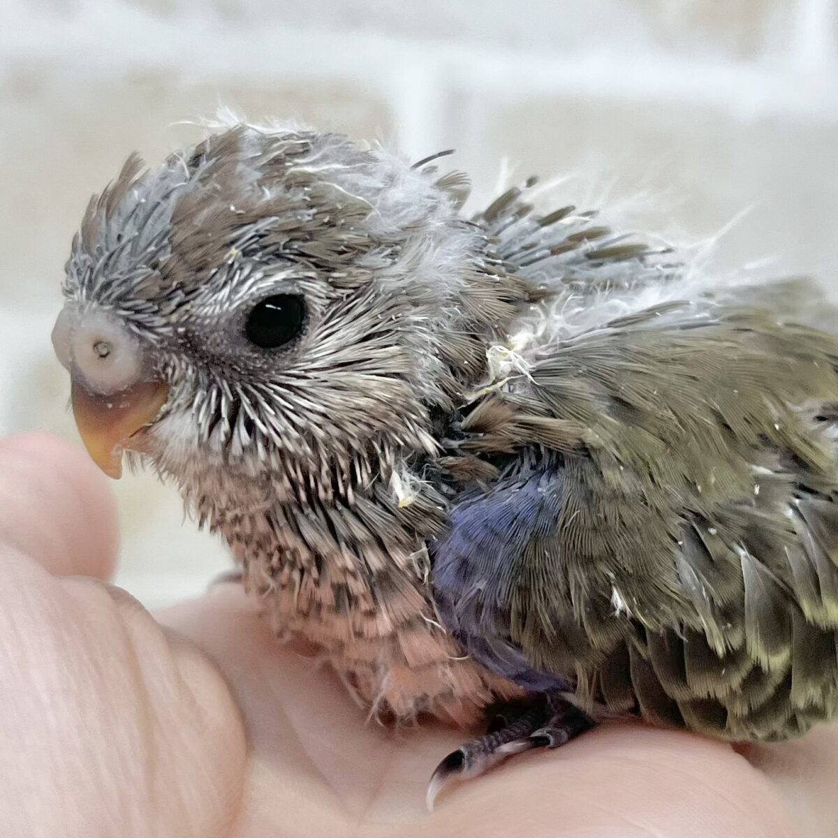 一見地味に見えるけど…❓　アキクサインコ（ノーマル）